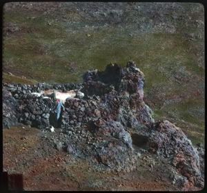 Image: Horses in Lava Crag Pen